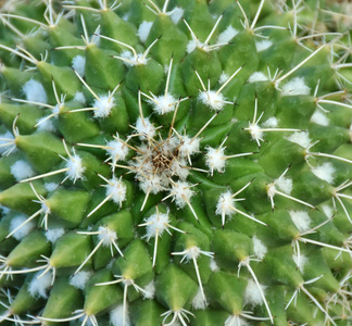 特写照片的模式和荆棘仙人掌植物在索诺兰沙漠的图森亚利桑那州。