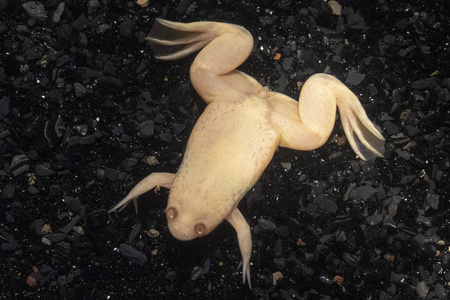 白化青蛙非洲特写细节照片