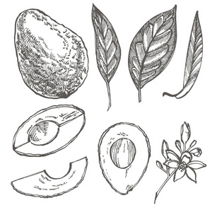 鳄梨套装。向量手绘的例证。鳄梨, 切片件, 一半, 叶子和种子素描。热带夏季水果雕刻风格插图