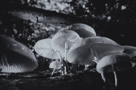 瓷木耳在枯木上，在一个宏观拍摄黑白