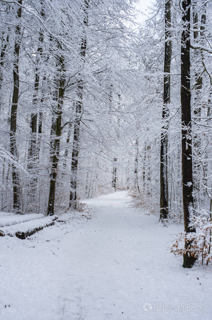 冬天白雪皑皑的小径穿过树林白色的森林