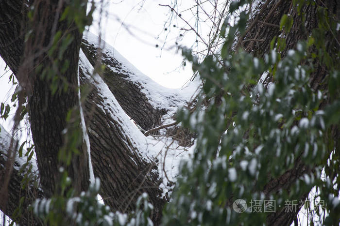 冬天的雪轻轻地覆盖着一棵树和一片沉闷的灰色天空