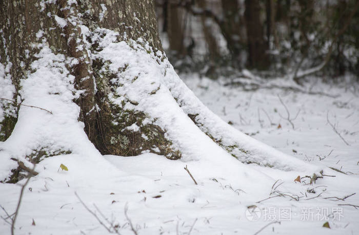 在白雪覆盖的地面上靠近树干的底部