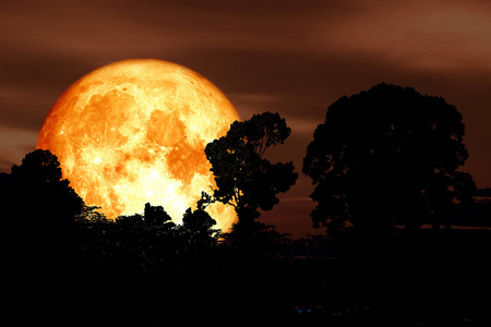 超级血月背面剪影树和云在夜空元素这一图像提供的美国宇航局