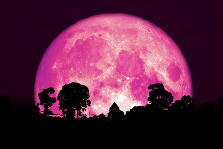 超级粉红色的月亮背面剪影树和云的夜空元素，这幅图像由美国宇航局提供