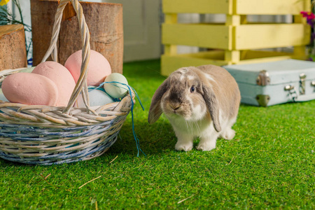 复活节兔子上美丽的春天草地上, 装饰, 篮子与复活节蛋. 长耳的兔子装饰。兔子拉姆品种, 有趣的棒耳耳朵缎子兔子作为标志为愉快的