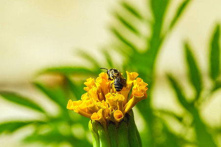 自然界中黄色的蜜蜂
