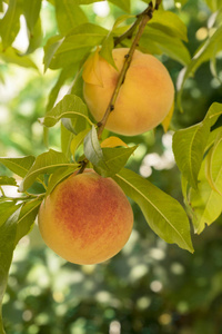 在收获前在果园的树枝上生长的成熟的甜桃果实照片