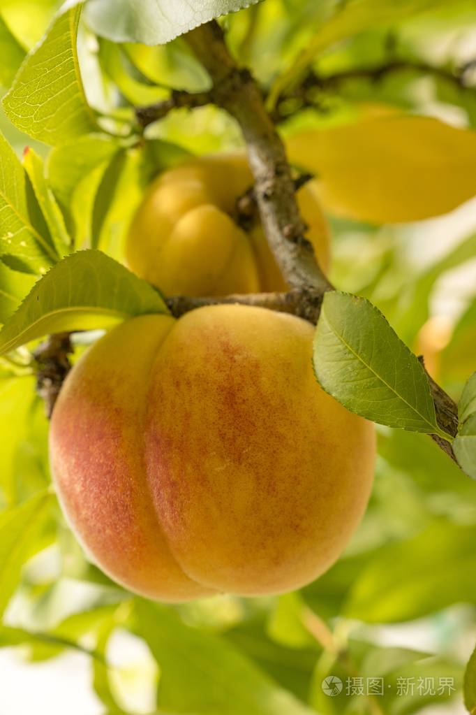 在收获前在果园的树枝上生长的成熟的甜桃果实