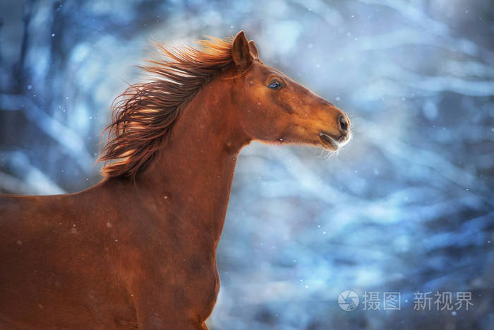 红马长鬃毛,冬天雪天跑得快