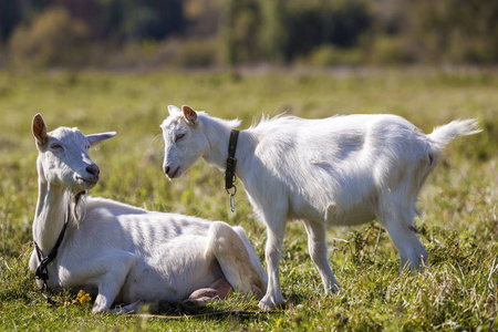 在阳光明媚的夏日,两只白胡子山羊在绿色的草地上放牧.照片