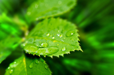 绿叶中的露珠。 美丽的自然背景，早晨新鲜的雨水滴在绿叶上。 春天夏天室外的液滴关闭了宏观。 自然背景。