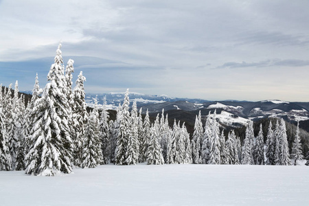 Bukovel 在冬天。白雪皑皑的山峰。乌克兰喀尔巴阡山