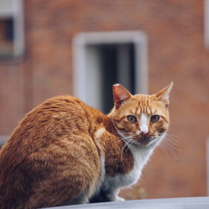 街上的棕色猫肖像