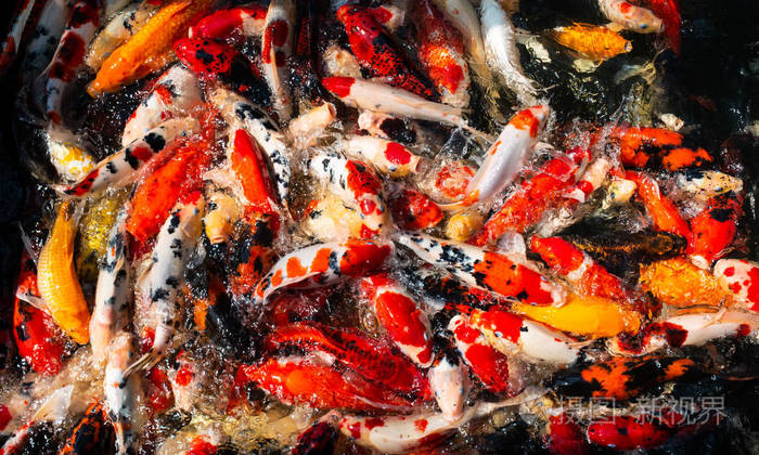 锦鲤鱼群在农场花园池塘里游泳