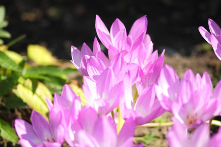 春天的番红花在花园里盛开。太阳下的紫色花朵。公园里有许多春天的番红花