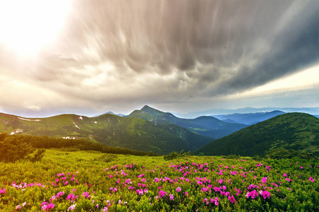 美丽的景色，粉红色杜鹃花盛开在山坡上，雾山，绿草如茵，喀尔巴阡山，远处有戏剧性的云彩天空。自然美的概念。