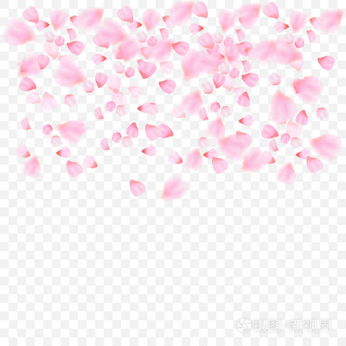 透明背景下分离出的粉红色花瓣和樱花花.落花背景.矢量