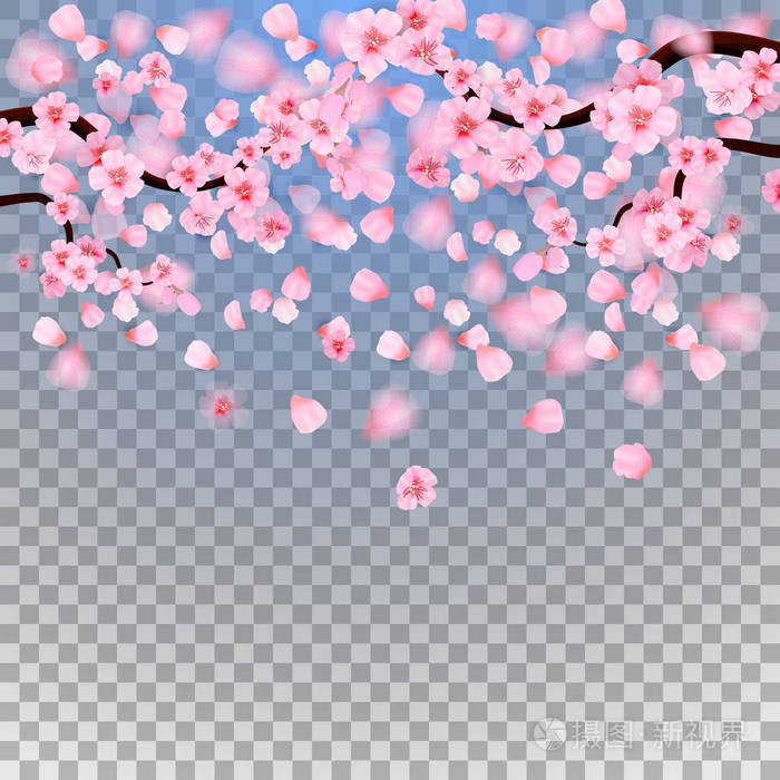 透明背景下分离出的粉红色花瓣和樱花花.落花背景.矢量