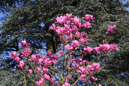 美丽的盛开的粉红色玉兰花和绿叶在阳光明媚的春天