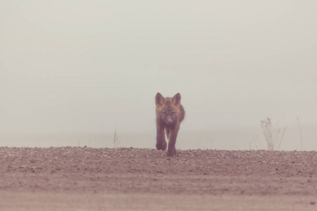 美丽的野生动物。 阿拉斯加的北极狐。