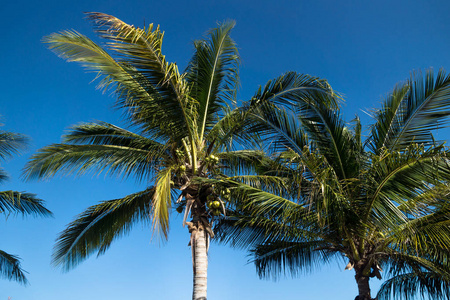 蓝色天空上的深绿色棕榈树