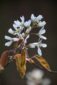 在春天的时候，可以近距离观看树枝上美丽的白花