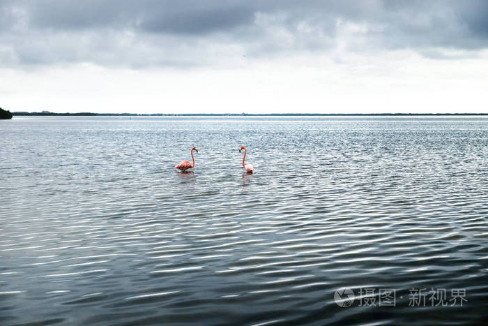 墨西哥尤卡坦切莱姆市银光泻湖中的两只火烈鸟
