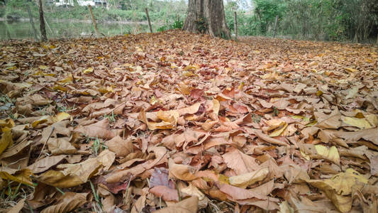 许多叶子从森林里地上五颜六色的树上掉下来。