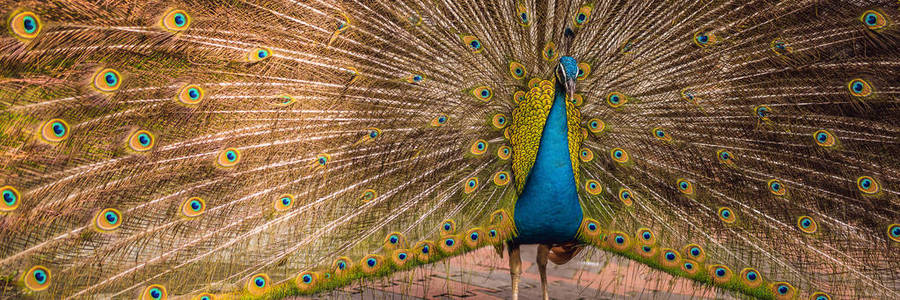 一个美丽的和五颜六色的蓝色丝带孔雀的肖像在全羽毛, 而它试图吸引附近的女性横幅, 长格式的注意