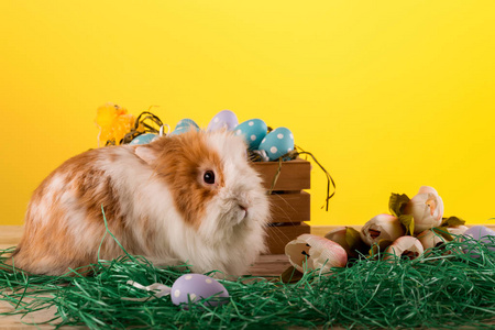 复活节兔子和复活节鸡蛋在绿草图像上