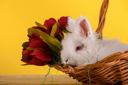 小兔子在篮子里用郁金香花束，复活节卡片图像