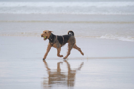 一些非常快乐的狗在海滩上玩得很开心