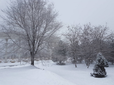 冬季公园的景观有雾和新鲜的雪。