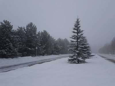 冬季公园的景观有雾和新鲜的雪。