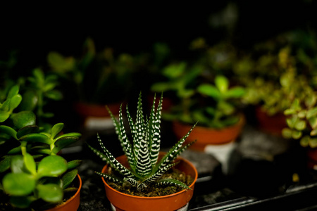 现代房间装饰。仙人掌房子植物收藏. 小仙人掌在花盆里排成一排, 多汁植物群, 各种多汁开花, 小花纹