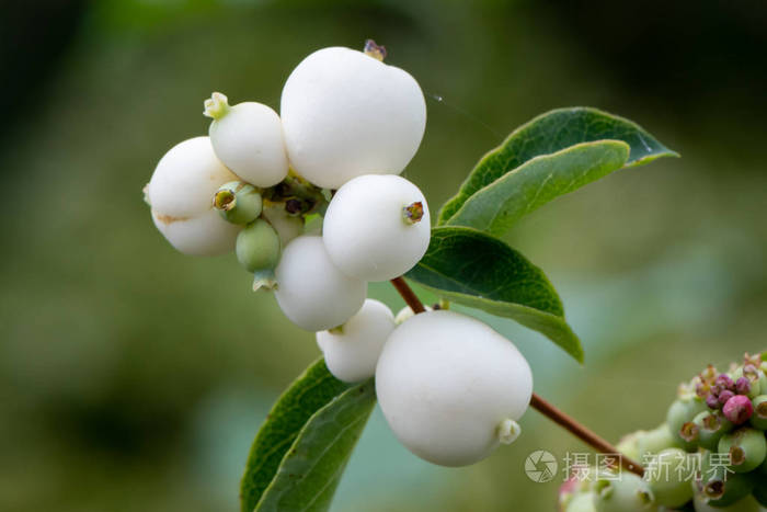 白色浆果在哪|摩尔庄园白莓怎么获得位置介绍刷新时间