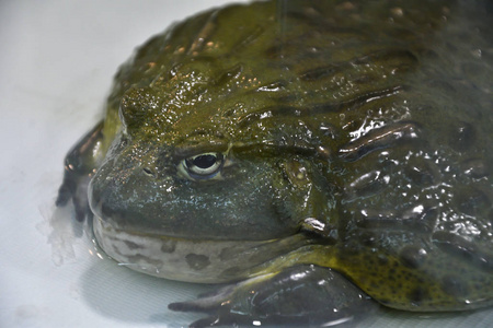 水蛙或蟾蜍牛白僵菌在水族馆中