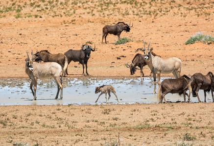 聚集在南部非洲热带稀树草原繁忙的浇水洞里的动物