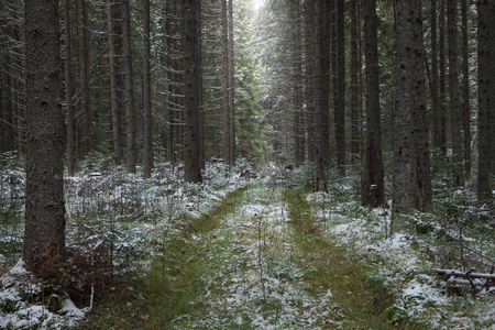 第一场雪覆盖的针叶林中的轮胎痕迹