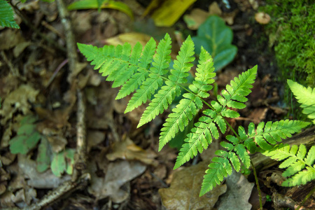 蕨类植物的绿叶和地上的棕色落叶特写