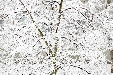 冬天的美丽。 公园里长满了雪。 孤独的概念。 季节性的美丽