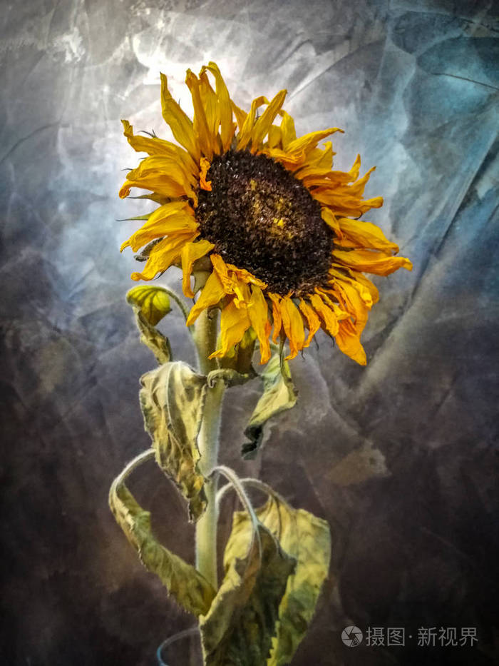 复古抽象卡与向日葵花暗背景庆祝设计装饰花园壁纸