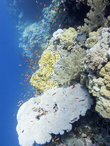 热带海底五颜六色的珊瑚礁鱼水下景观