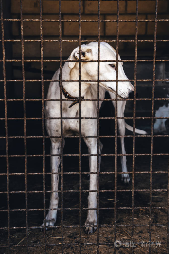 狗被遗弃和关在笼子里的宠物细节寻求收养悲伤和悲伤