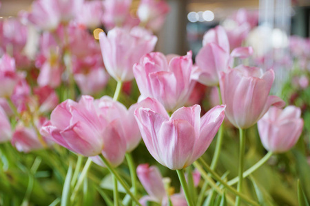 花束美丽的粉彩郁金香花软焦点背景。