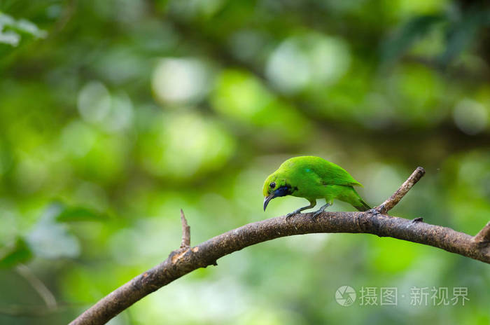 树枝上美丽的金色花叶鸟绿藻