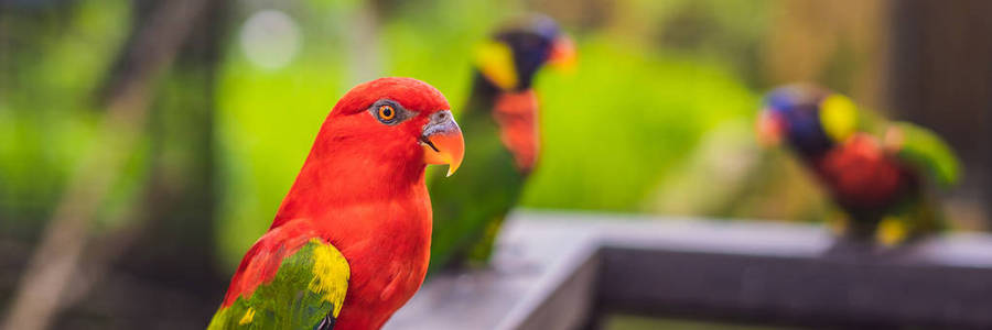 亚马逊金刚鹦鹉对丛林的五颜六色的肖像。在绿色背景上看到野生鹦鹉的侧视图。野生动物和雨林异国情调的热带鸟类作为流行的宠物品种横幅