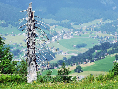瑞士圣加伦州杜肯堡地区丘尔弗林登山脉斜坡的树木和混合森林