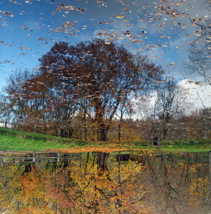 湖水景观中金色秋枫树的倒影图片
